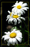 Shasta Daisies.jpg