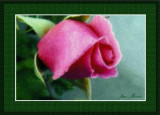 California Rose.jpg