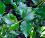 Shiny Holly Leaves.jpg