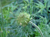 Queen Annes Lace.jpg