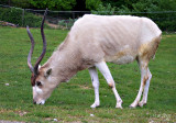 Antilope Addax