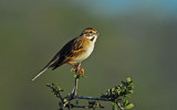 roufus-Crowned Sparrow 2.jpg