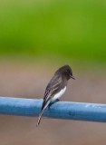 black Phoebe.jpg