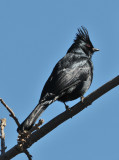 PHainopepla2.jpg