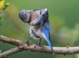 blue bird cleaning up.jpg