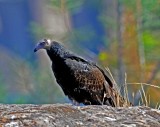 3RD PICTURE OF VULTURE.jpg