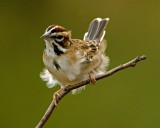 sparrow in the wind.jpg