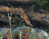 SPARROW ON ROCK.jpg