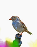 sparrow on sprinkler.jpg