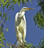 2nd egret in tree.jpg