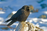 black bird in Alaska