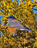 Blue bird in mistletoe.jpg