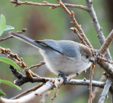 best photo of bush tit.jpg