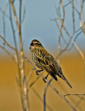 FEMALE  REDWING BLACKBIRD