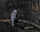 2nd White-tailed Kite