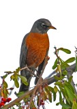 ROBIN IN OUR TREE.jpg