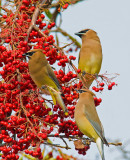 3 WAXWINGS.jpg