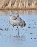 alone crane scratching.jpg