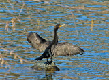 DOUBLE-CRESTED CORMORANT in the Feather River