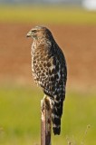 Juvenile coopers Hawk.jpg