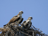 Ospreys in their nest.jpg