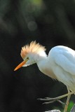 back_lit_egret.jpg