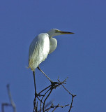 adult_egret.jpg