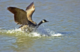 goose landing.jpg