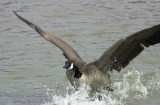 goose taking off.jpg