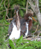 3 baby herons.jpg