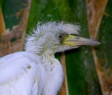baby egret portrait.jpg