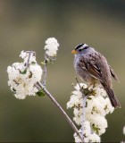 sparrow in white flowers.jpg