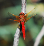 cardinal Pondhawk.jpg