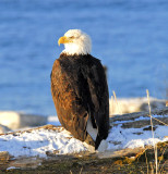 posing Eagle.jpg