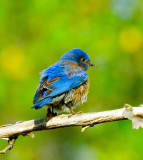 pretty blue bird.jpg