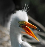 screaming egret.jpg