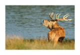 Red Deer male