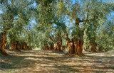 Olive Trees