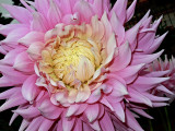 Pink Dahlia