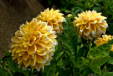 Yellow Dahlia