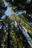 Redwood Canopy