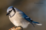 Blue Jay/Geai bleu