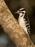 Hairy_woodpecker.jpg