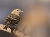 Tarin des pins / Pine siskin