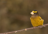 Male_grosbeak.jpg