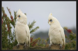 Little Corellas