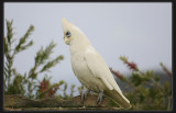 Little Corella