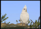 Little Corella