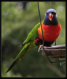 Rainbow Lorikeet
