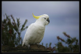 Sulphur Crested Cockatoo